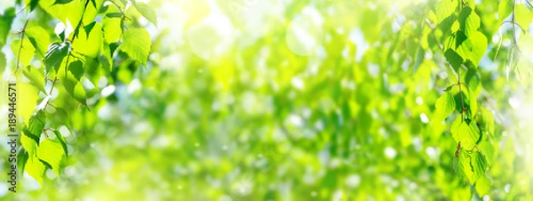 Fototapeta Natural background. Spring background with bright fresh birch foliage in sunlight