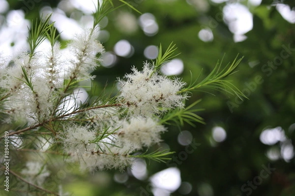 Fototapeta メディカルティーツリー