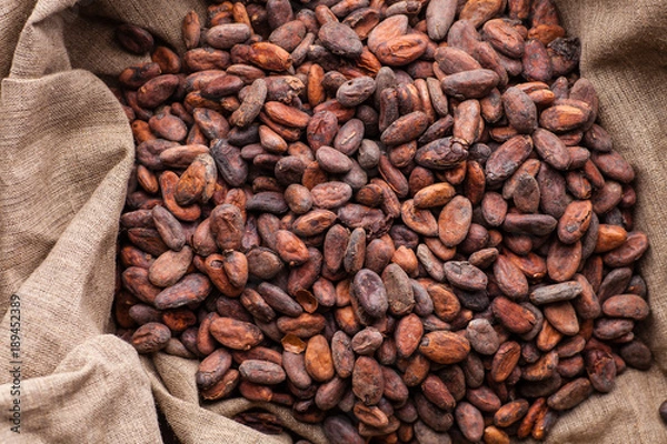 Obraz Raw cocoa beans in a sack