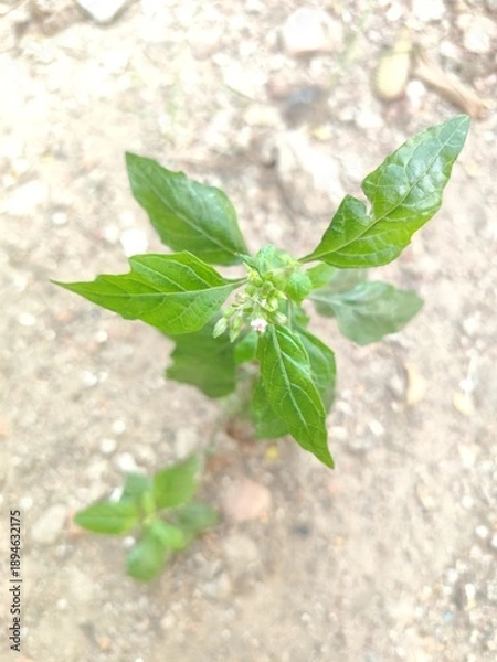 Obraz fresh green leaves