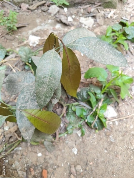 Obraz mango plant on the ground
