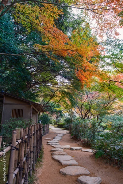 Obraz 伝統的な竹垣と美しい紅葉の風景