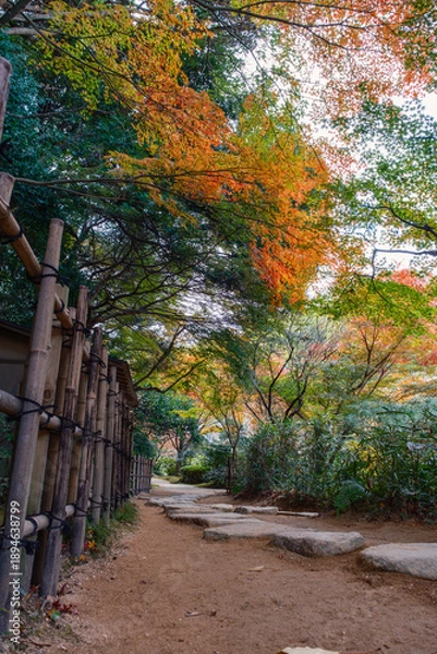 Obraz 日本庭園の紅葉に囲まれた竹垣と石畳の散策路