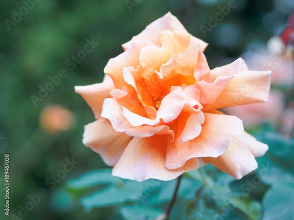 Fototapeta Closeup view of a beautiful peach rose flower in the garden against soft-focused background.