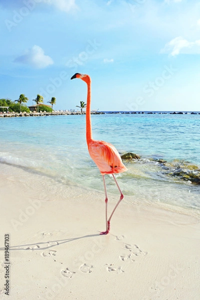 Obraz Różowy flaming stojący na plaży, wyspa Aruba