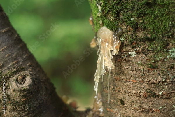 Obraz 桜の木から樹液が分泌する様子