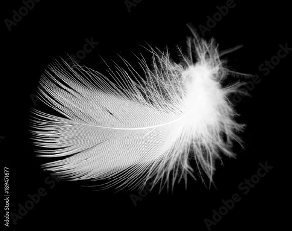 Fototapeta White feather of a bird on a black background