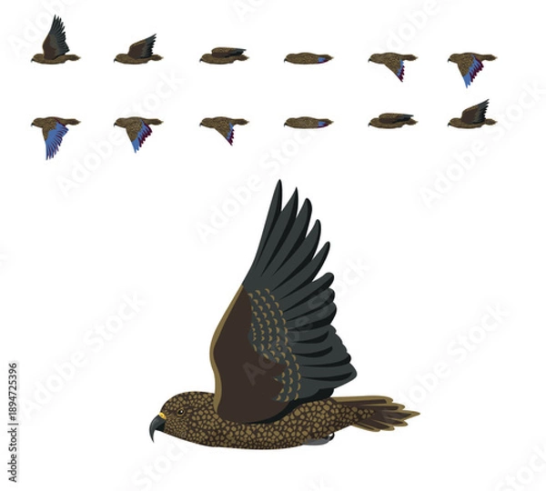 Obraz Kea Parrot Flying Animation Sequence Cartoon Vector