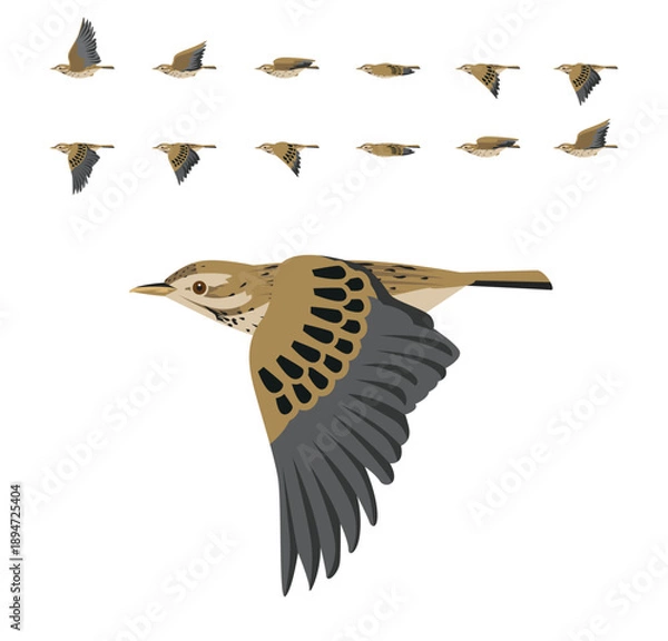 Obraz Meadow Pipit Bird Flying Animation Sequence Cartoon Vector