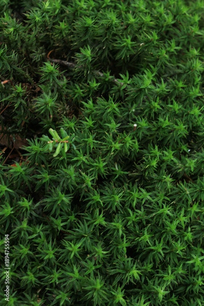 Obraz 苔の原生林