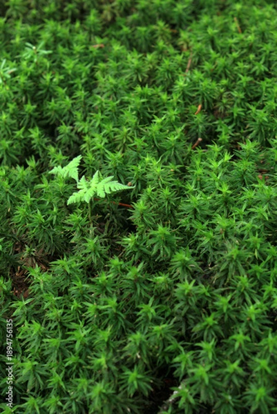 Obraz 苔の原生林