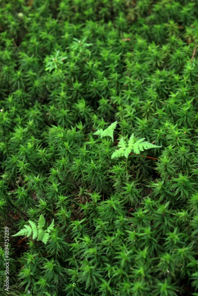 Obraz 苔の原生林