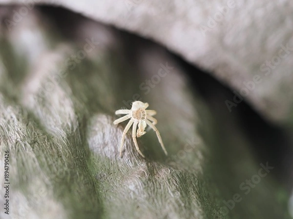 Obraz クモの抜け殻