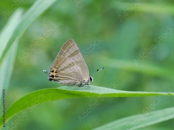 Obraz 葉に止まるトラフシジミ