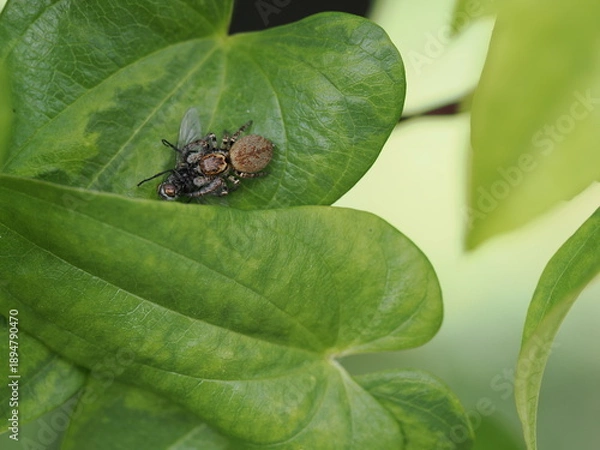 Obraz クモの捕食