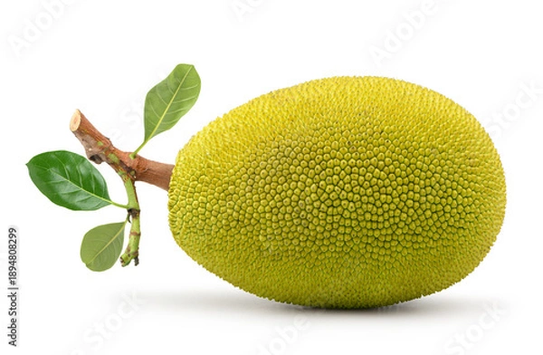 Obraz Jackfruit isolated on white background.