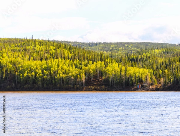 Obraz Yukon River Shoreline