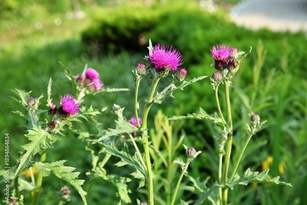 Obraz 약초식물, 핑크색 엉겅퀴