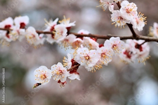 Obraz 봄에 피는 살구나무 꽃