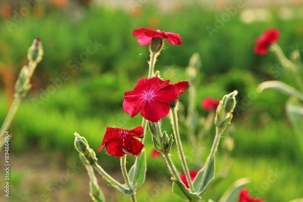 Obraz 원예식물, 빨간색 우단동자