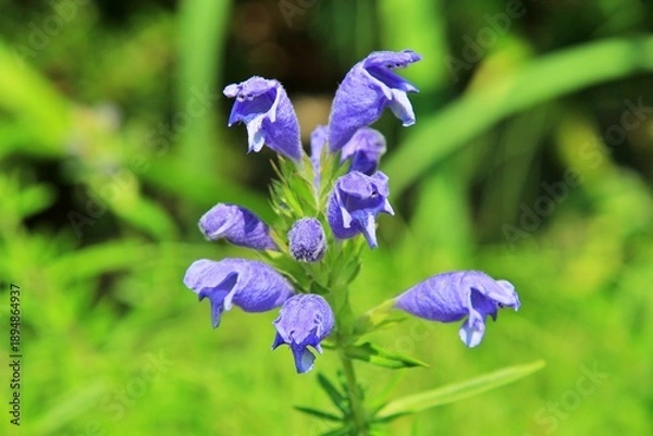 Obraz 원예식물, 보란색 용머리