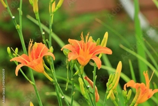 Obraz 주황색 왕원추리 꽃