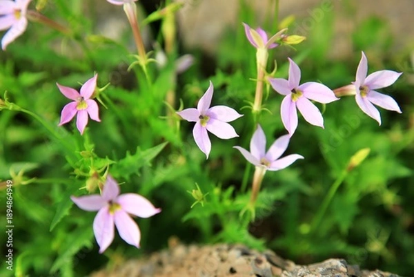 Obraz 원예식물, 이소토마