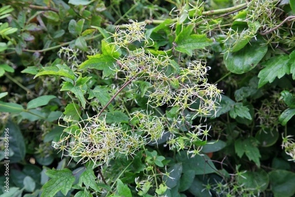 Obraz 야생초, 사위질빵 열매