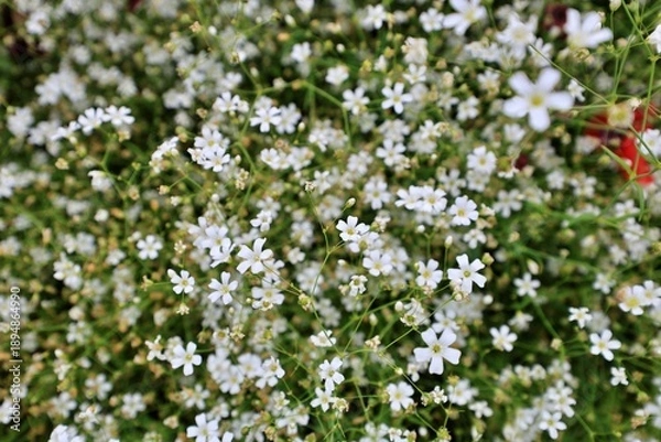 Obraz 원예식물 흰색꽃이 핀 안개초