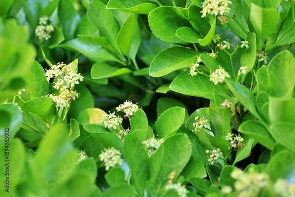 Obraz 조경수, 사철나무 꽃