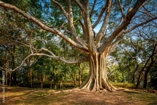 Obraz Ficus benjamina - tree with long branches in polonnaruwa, Sri Lanka