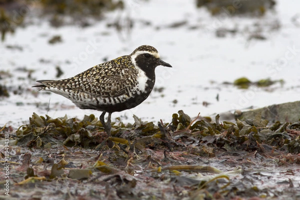 Obraz Pacific golden plover standing on the shallows at the seashore during the spring passage