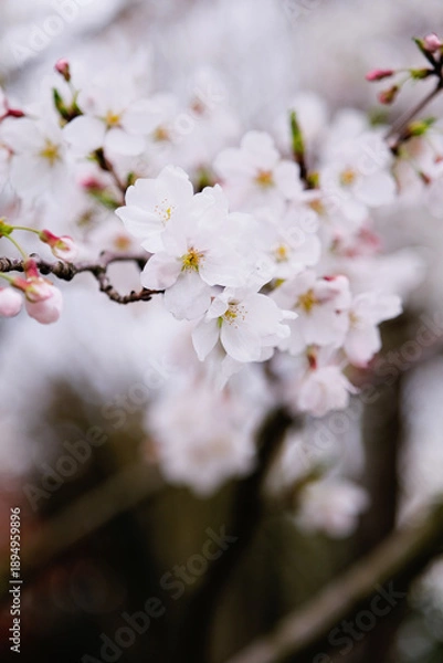 Obraz Cherry blossoms on blurred background