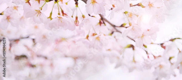 Obraz Cherry blossoms macro flowers, blurred background