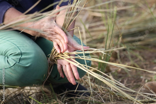 Obraz しめ縄づくりをする様子
