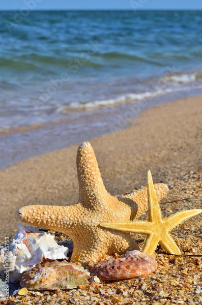 Fototapeta Starfish and seashells.