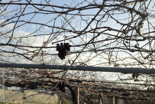 Obraz Dried Albariño Grapes