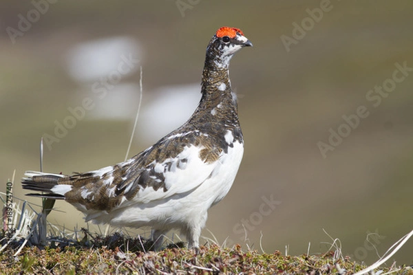 Obraz The male Rock ptarmigan standing among the hummocks in the tundra on a spring day