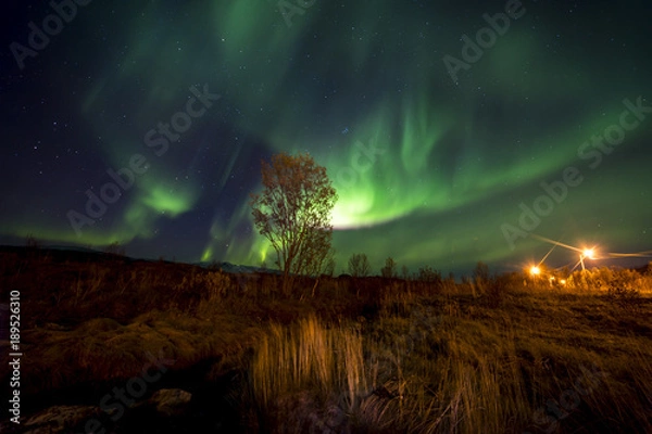 Fototapeta The polar lights in Norway . Ersfjord. Tromso