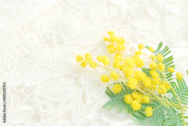 Obraz ミモザの花