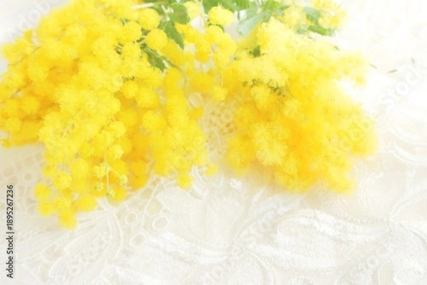 Obraz ミモザの花