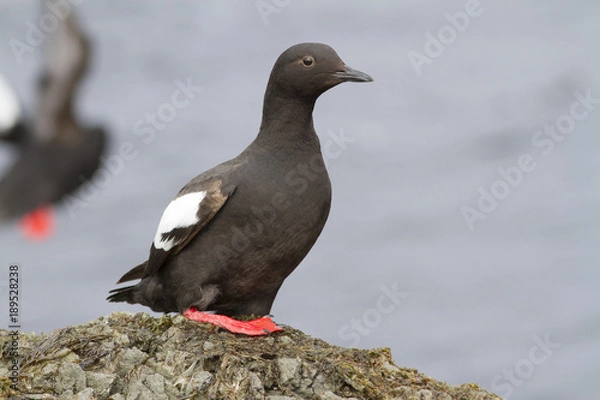 Obraz The Pigeon guillemot sitting on a rock in the cast zone during the summer low tide