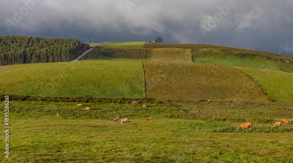 Obraz Green pastures with grazing cows