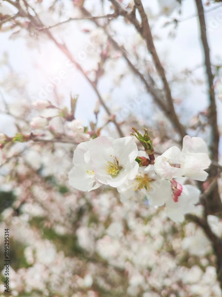 Obraz Cherry blossoms on blurred background