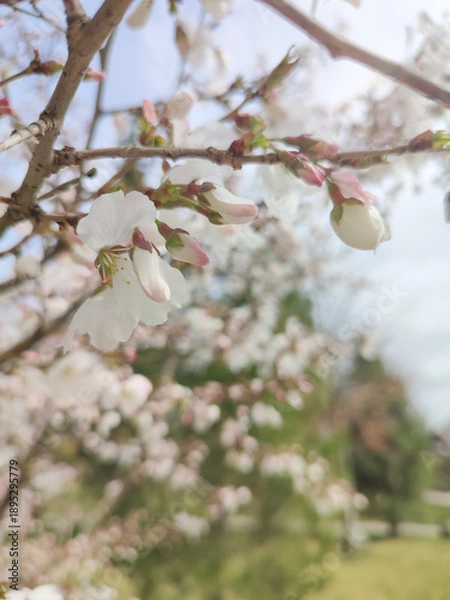 Obraz Cherry blossoms on blurred background