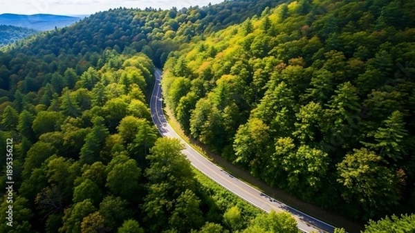 Obraz Winding road through lush forest