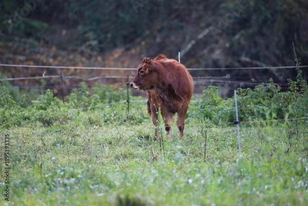 Fototapeta Mamífero