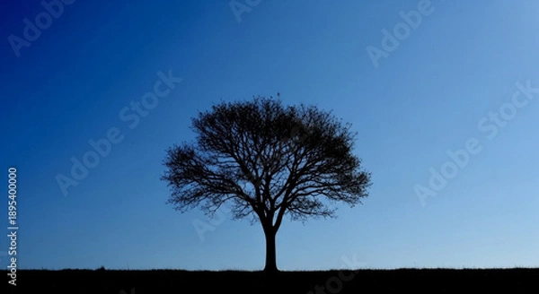 Obraz Bare Tree Silhouette Against Gradient Blue Sky