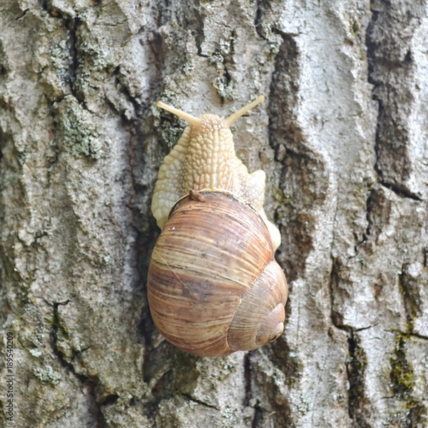 Obraz Snail on the tree