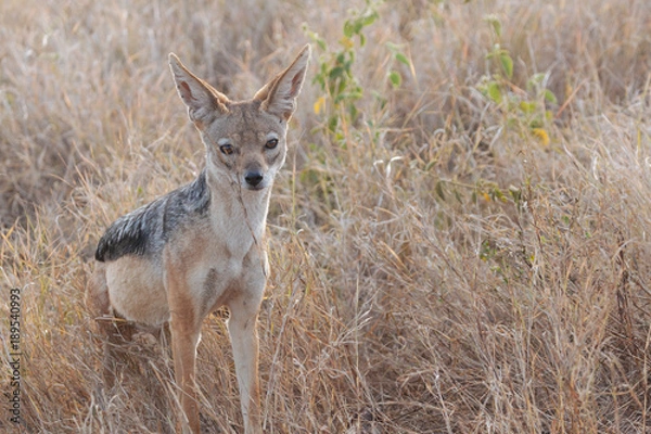 Obraz Black-backed jackal